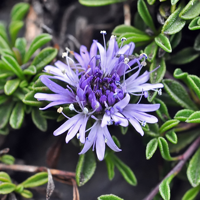 Globularia repens