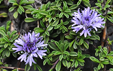 Globularia repens