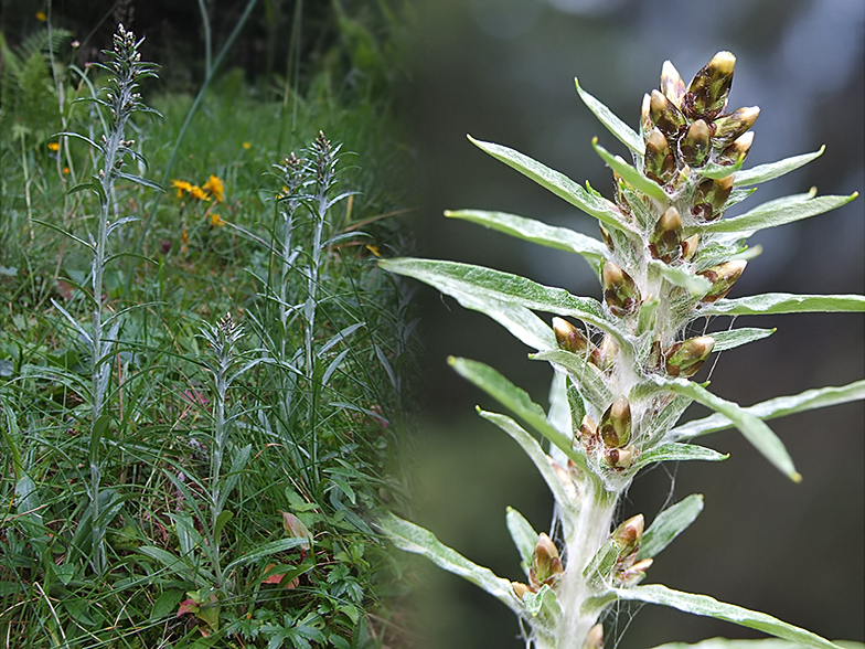 Gnaphalium sylvaticum