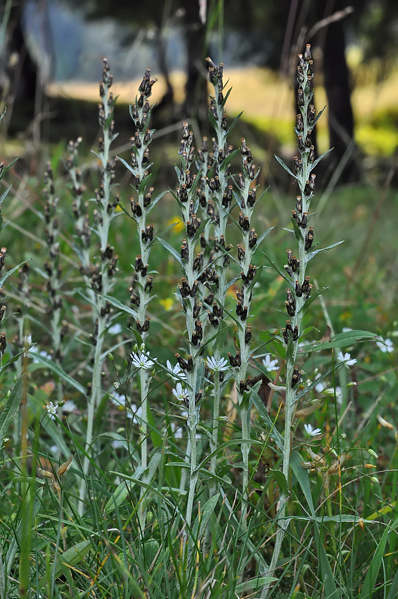 Gnaphalium sylvaticum