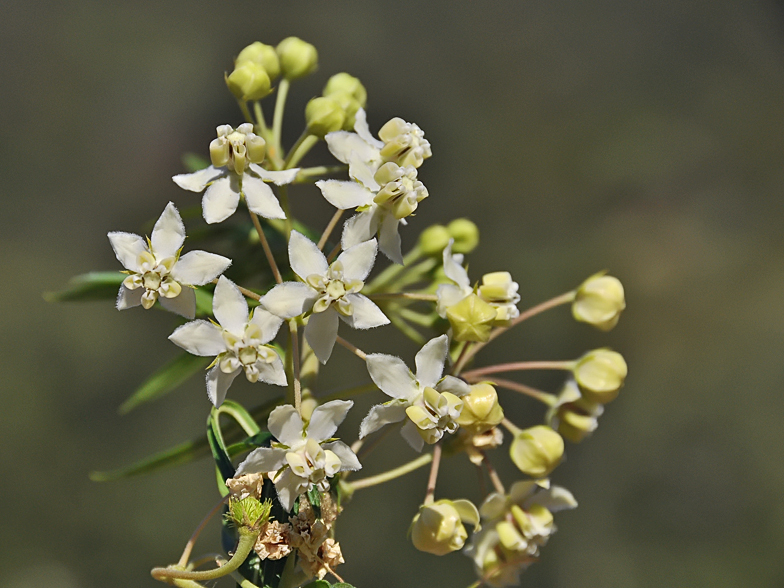 Gomphocarpus fruticosus