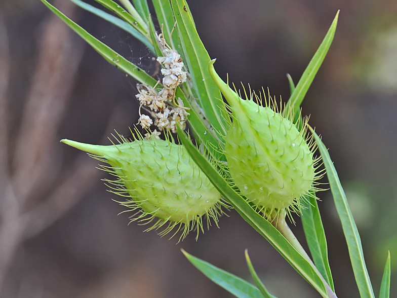 Gomphocarpus fruticosus