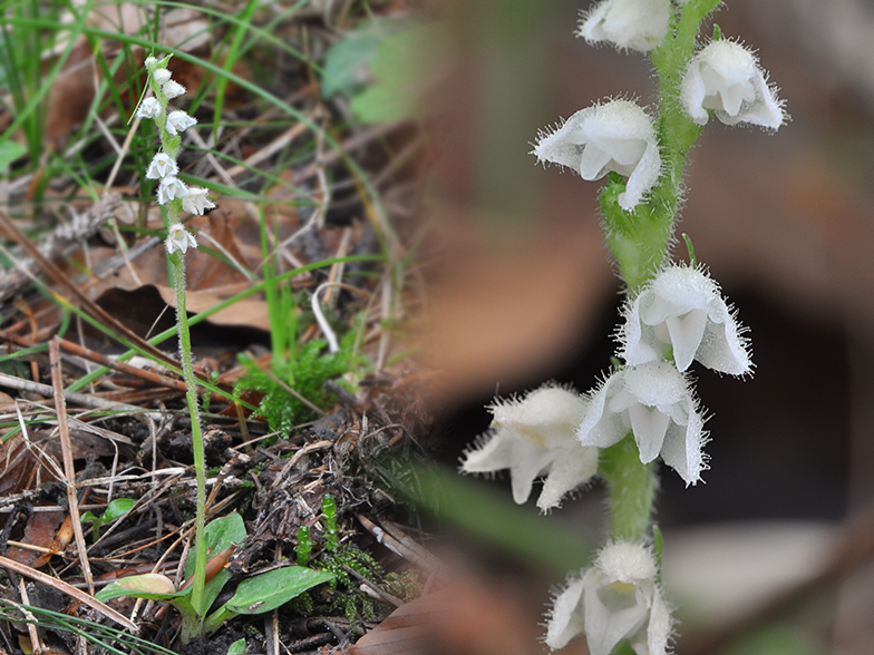 Goodyera repens