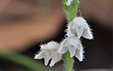 Goodyera repens