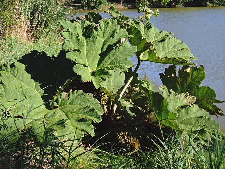 Gunnera manicata