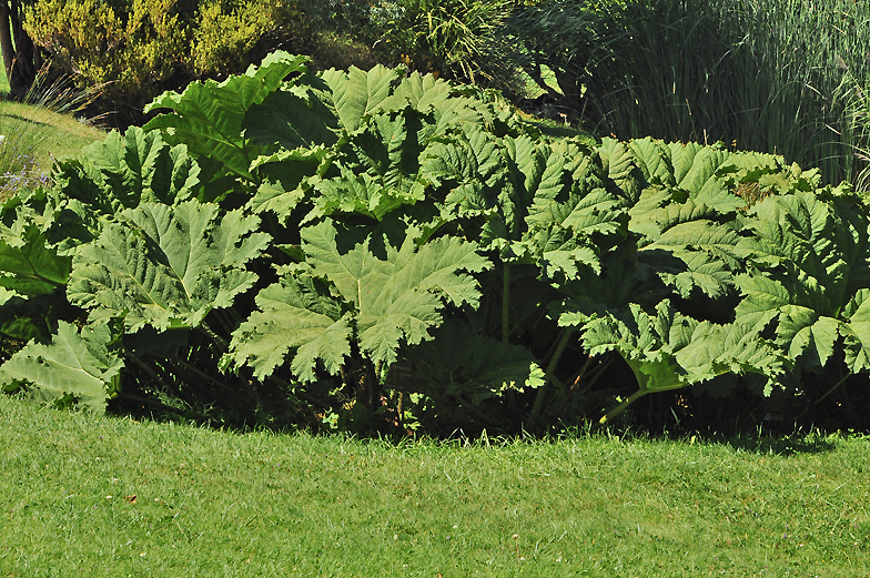 Gunnera manicata