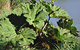 Gunnera manicata