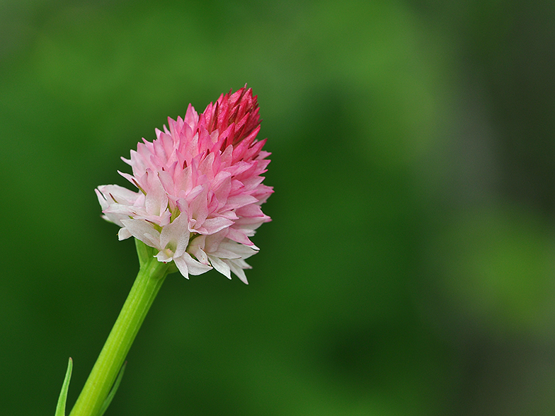 Gymnadenia corneliana