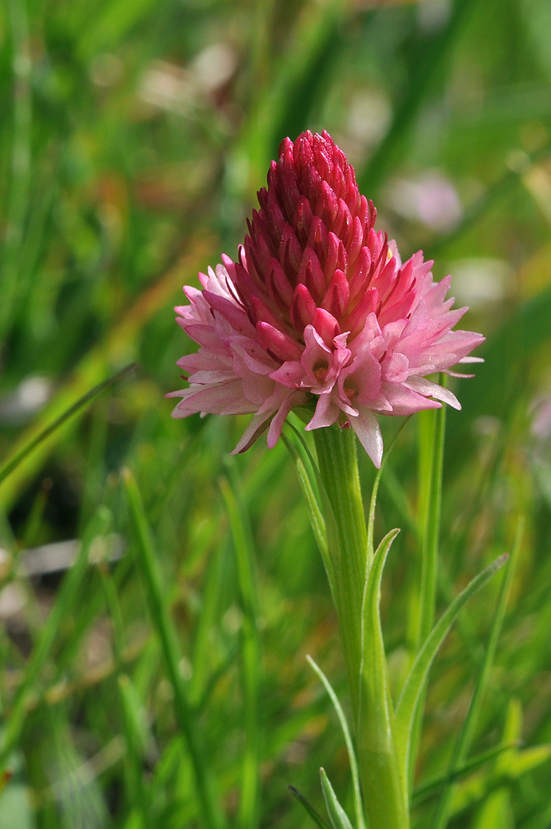 Gymnadenia corneliana