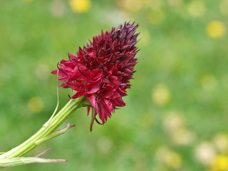 Gymnadenia nigra Semnoz