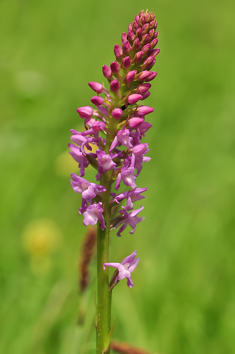 Gymnadenia odoratissima