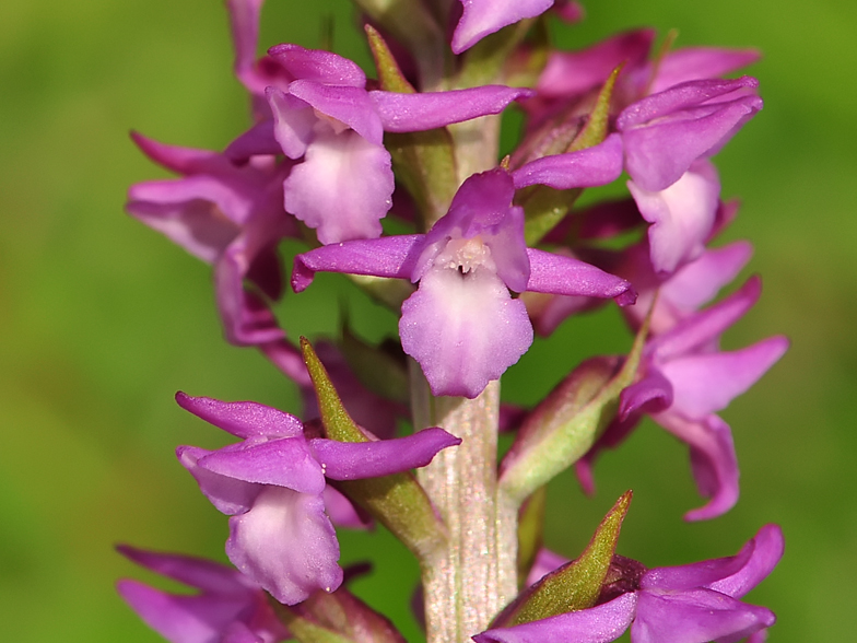 Gymnadenia odoratissima