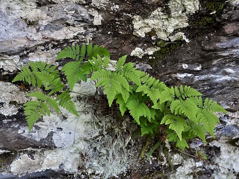 Gymnocarpium robertianum