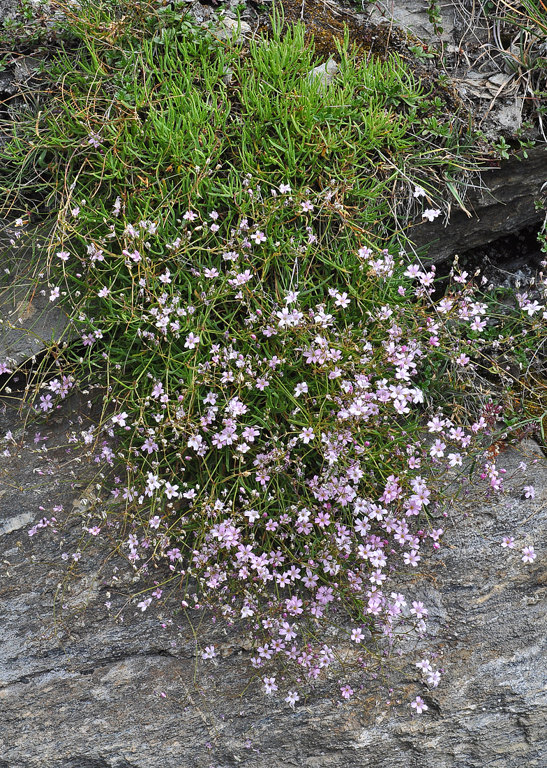 Gypsophila repens