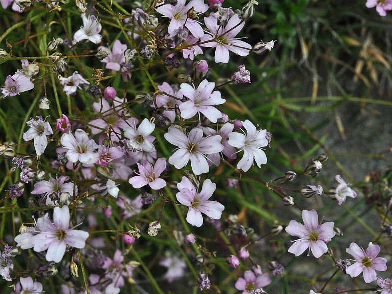 Gypsophila repens