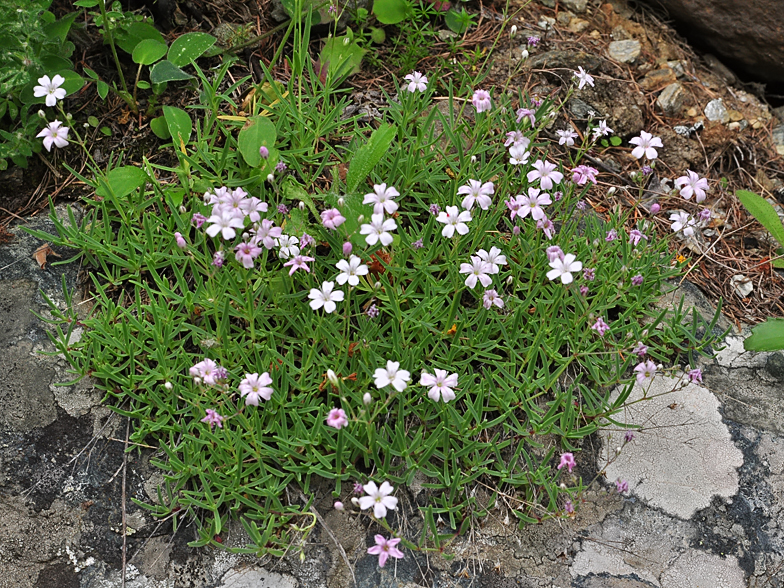 Gypsophila repens