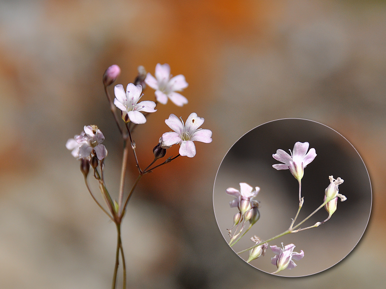 Gypsophila repens