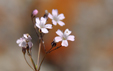 Gypsophila repens