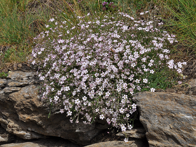 Gypsophila repens