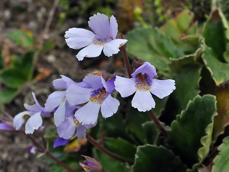 Haberlea rhodopensis