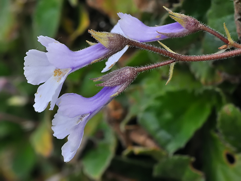 Haberlea rhodopensis