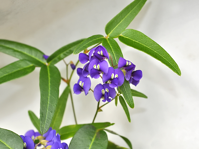 Hardenbergia comptoniana