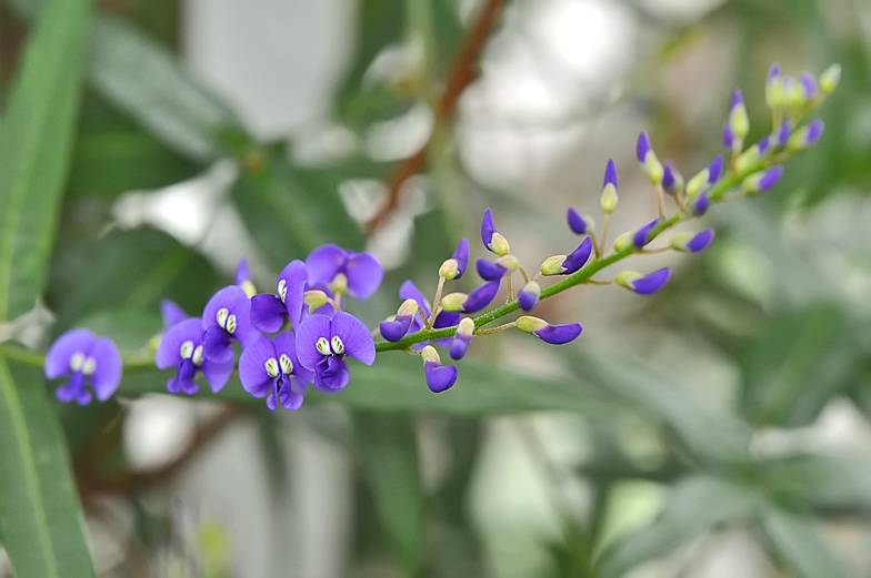 Hardenbergia comptoniana