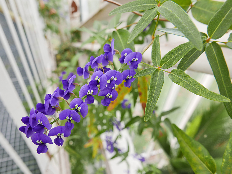 Hardenbergia comptoniana