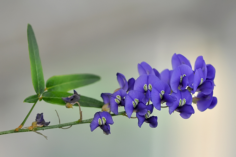 Hardenbergia comptoniana