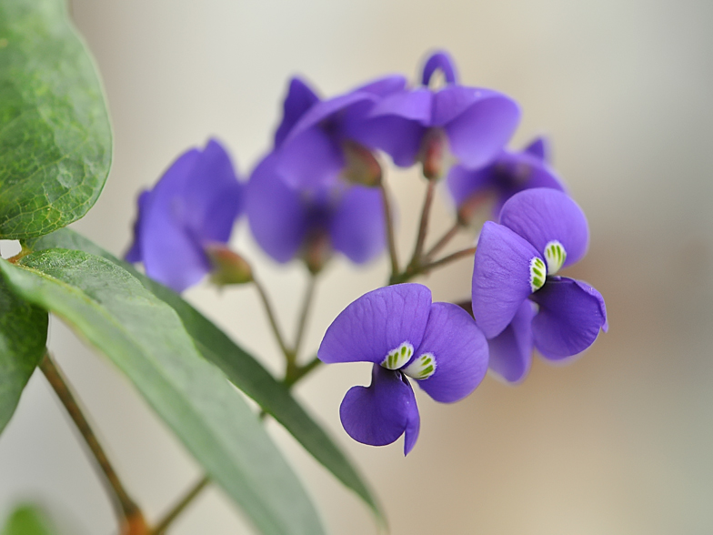 Hardenbergia comptoniana