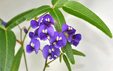 Hardenbergia comptoniana