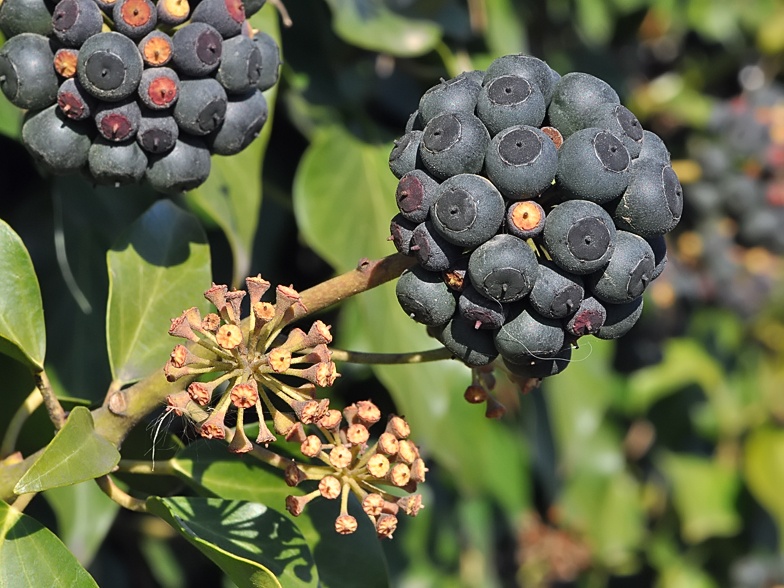 Hedera helix