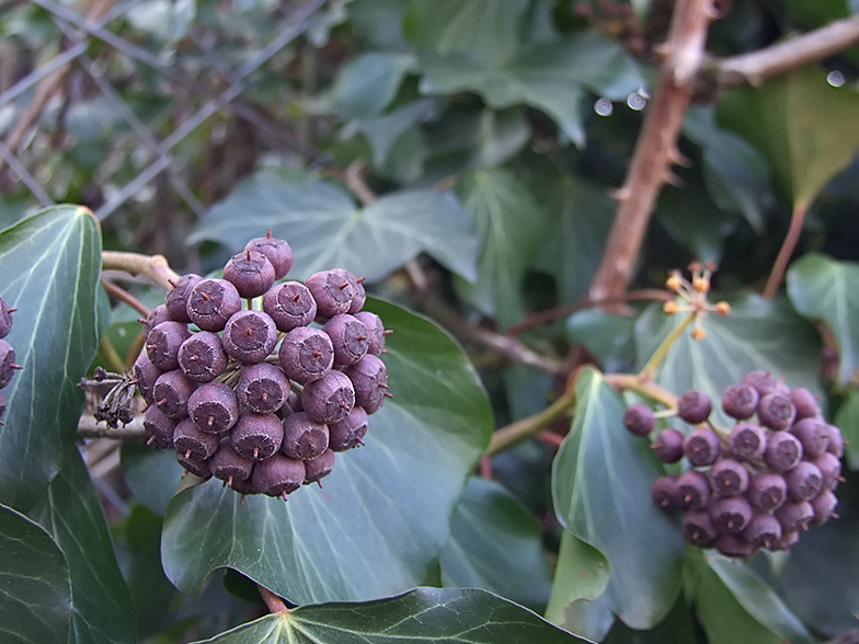 Hedera helix