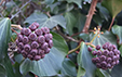 Hedera helix