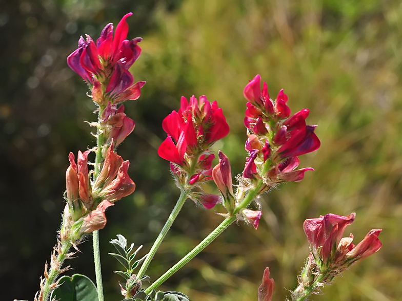 Hedysarum coronarium