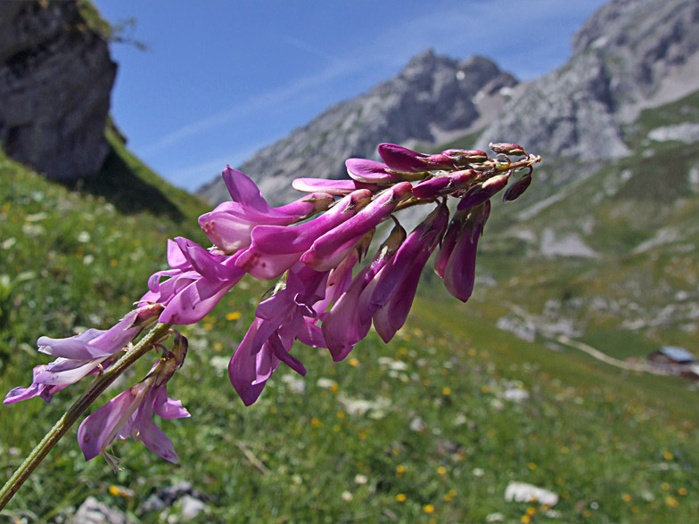 Hedysarum hedysaroides