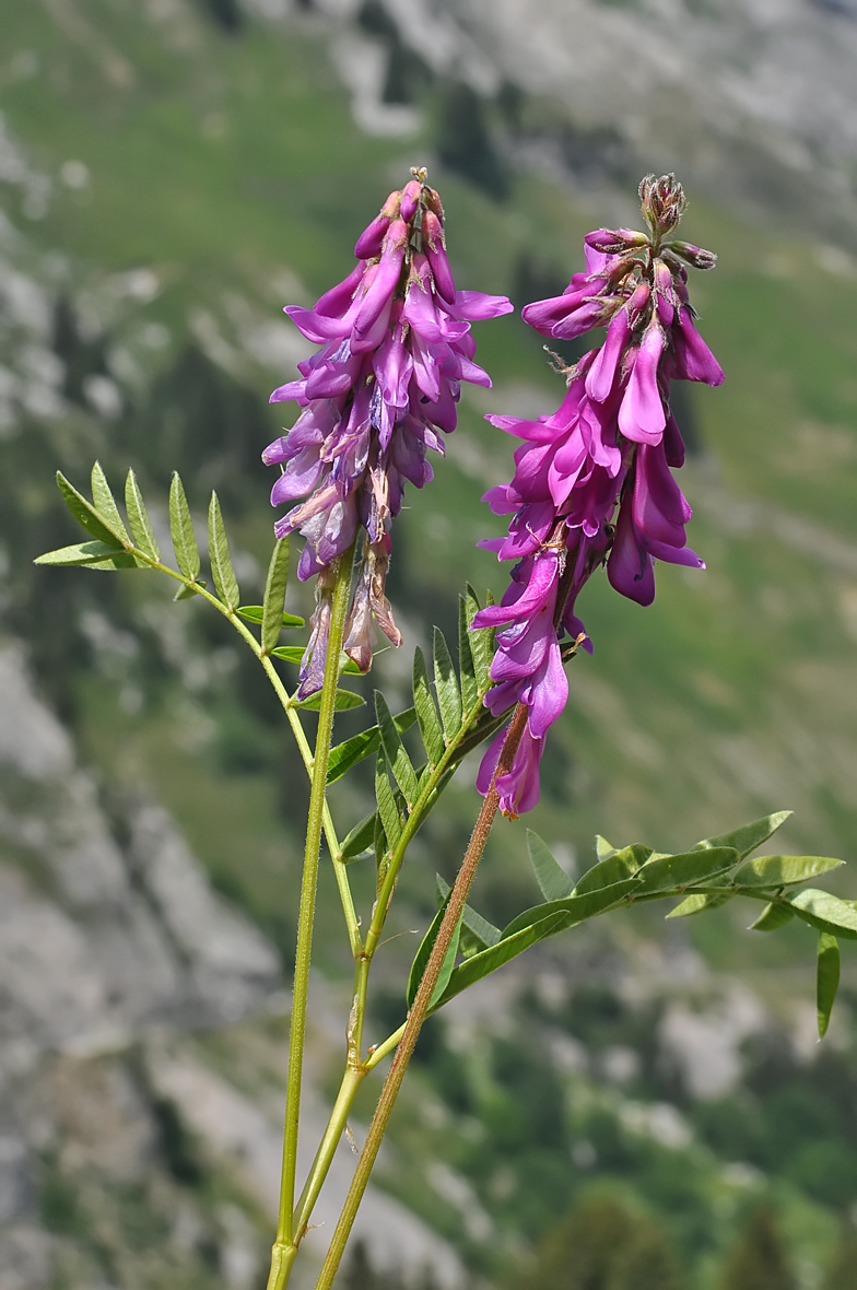 Hedysarum hedysaroides