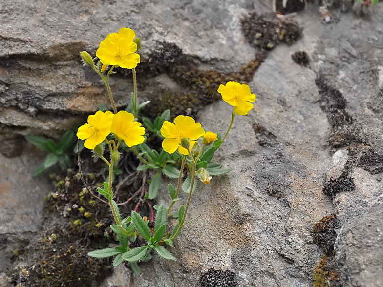 Helianthemum alpinum