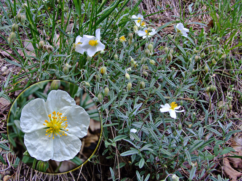 Helianthemum apenninum