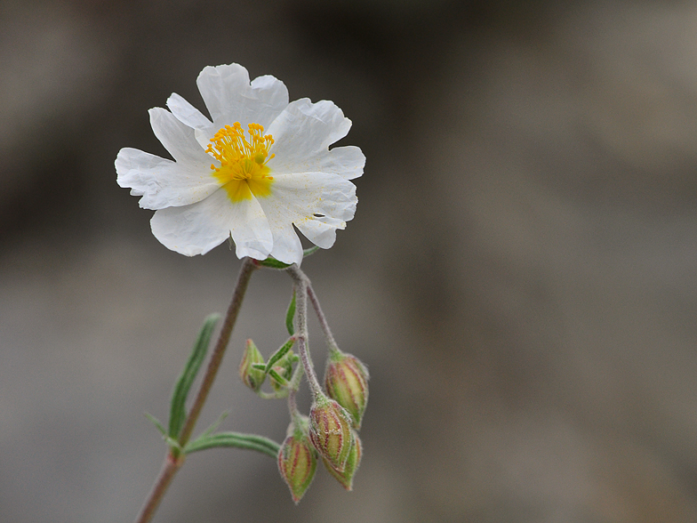 Helianthemum apenninum