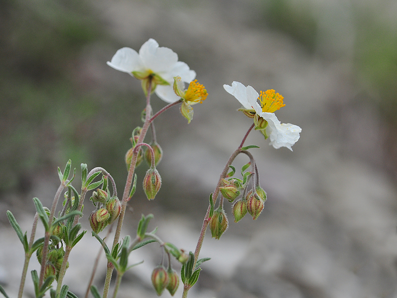 Helianthemum apenninum