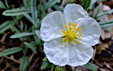 Helianthemum apenninum