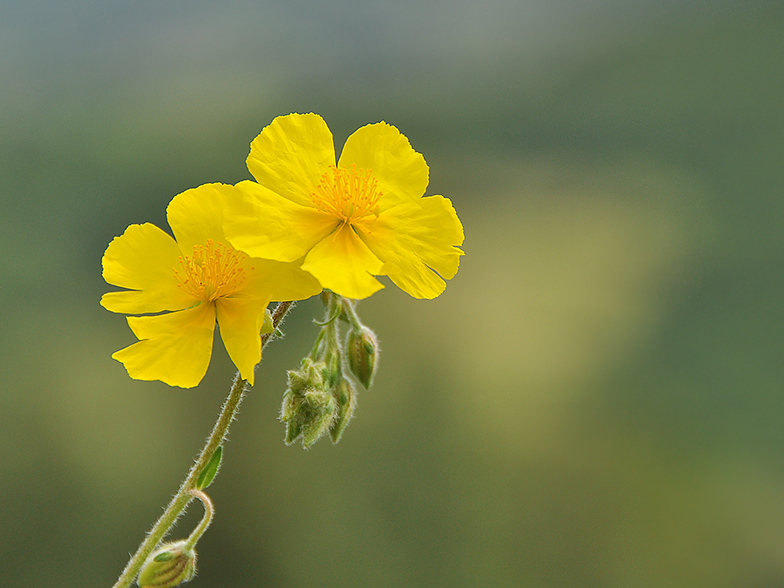 Helianthemum grandiflorum