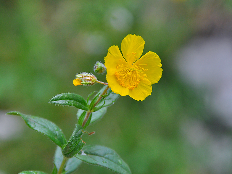 Helianthemum grandiflorum