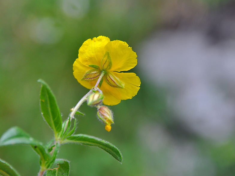 Helianthemum grandiflorum