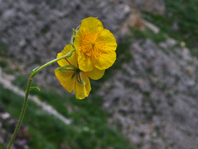 Helianthemum grandiflorum