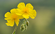 Helianthemum grandiflorum