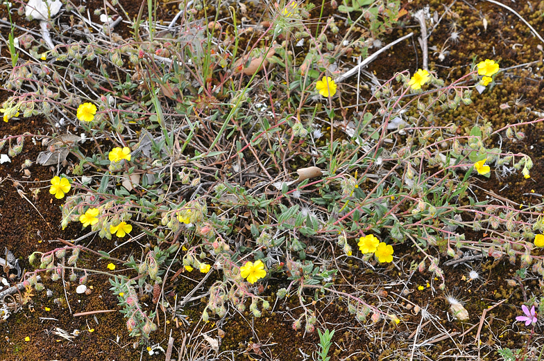 Helianthemum italicum