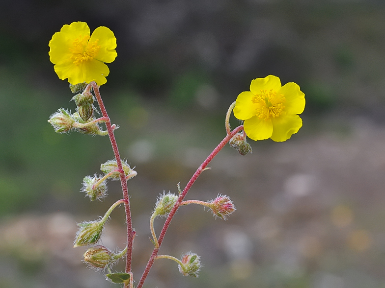 Helianthemum italicum