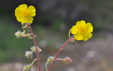 Helianthemum italicum